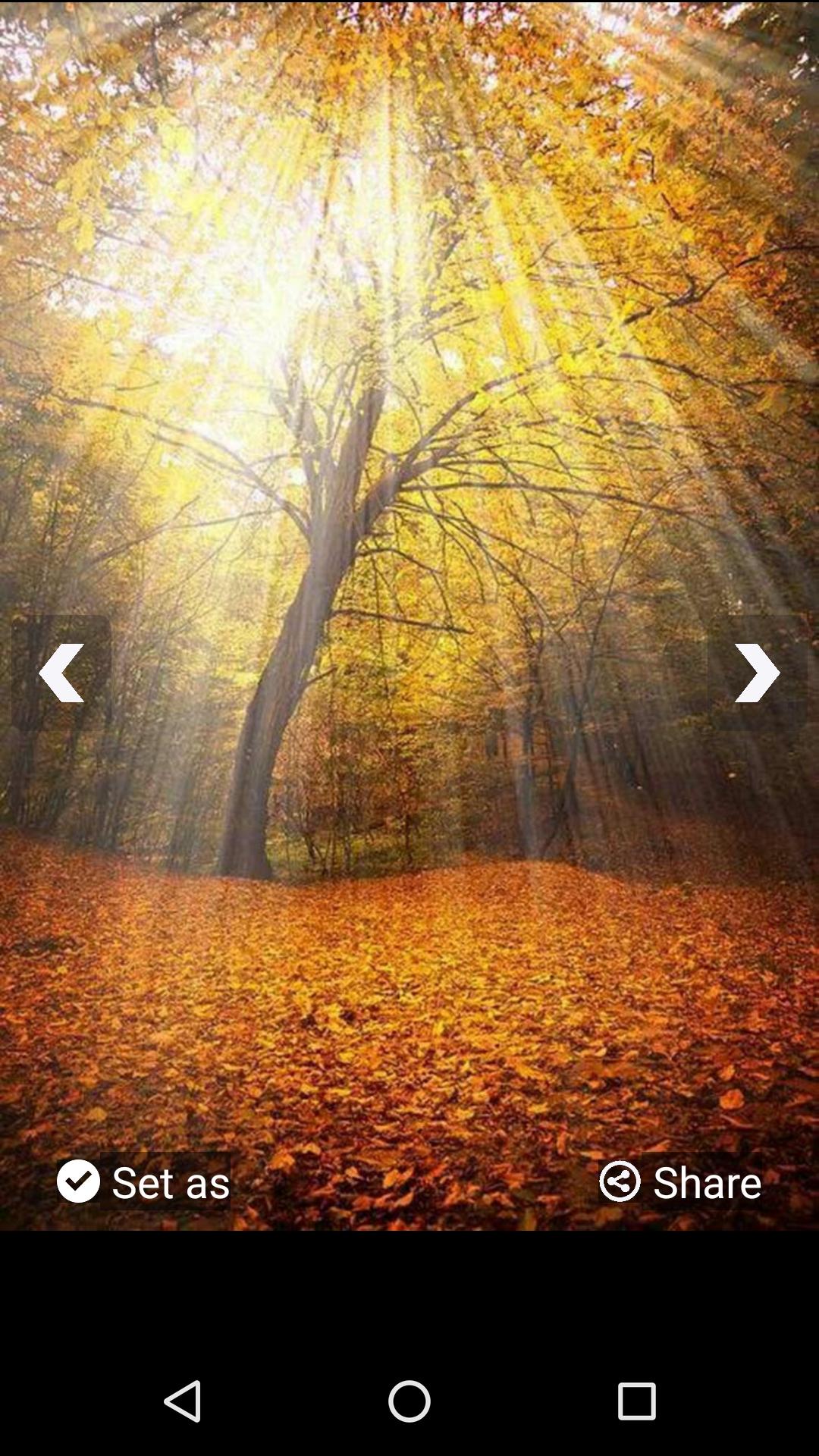 Sunshine Wallpaper HD For Android Apk