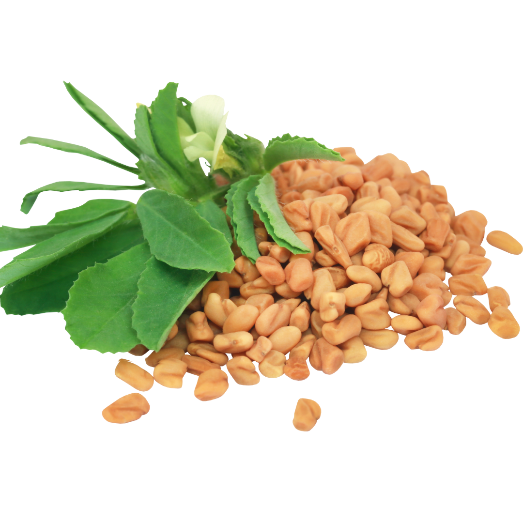 Fenugreek Wallpaper