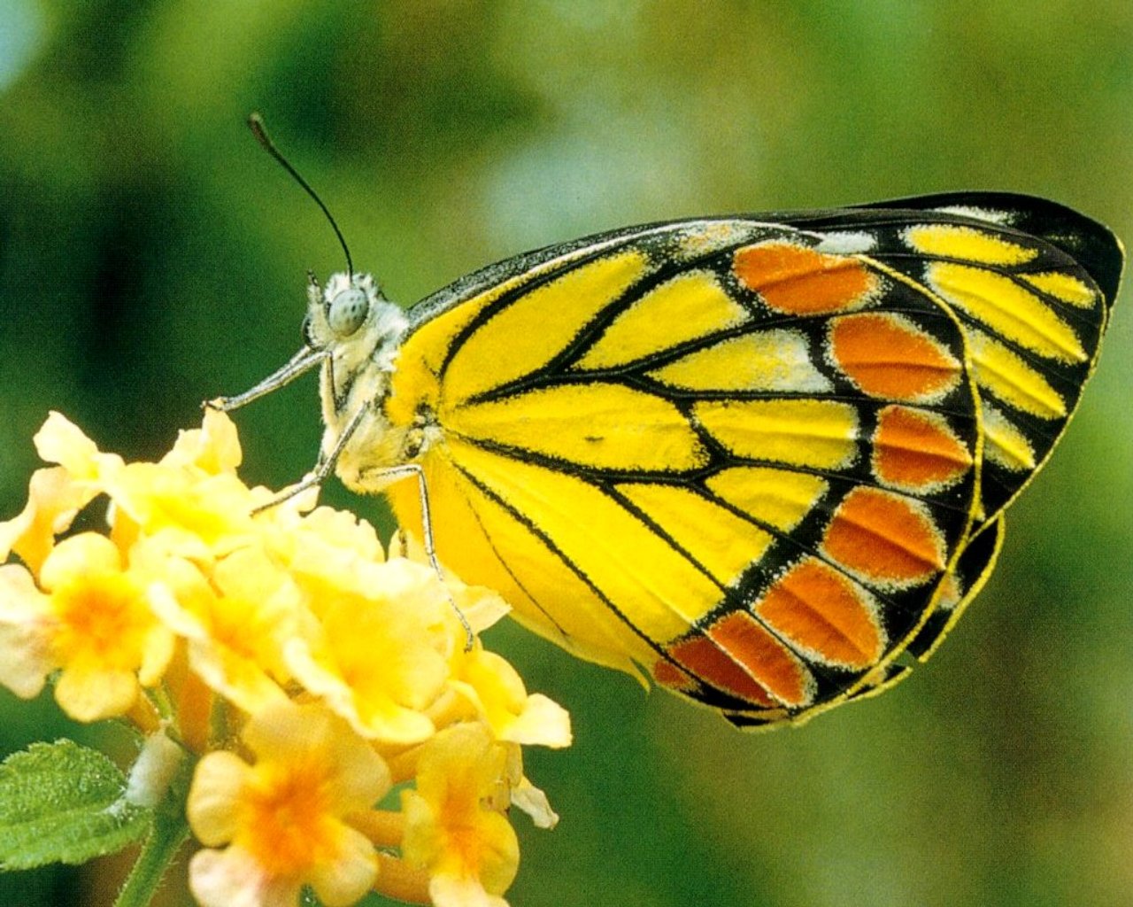 Yellow Butterfly Feeding On Nectar Wallpaper Urban Art