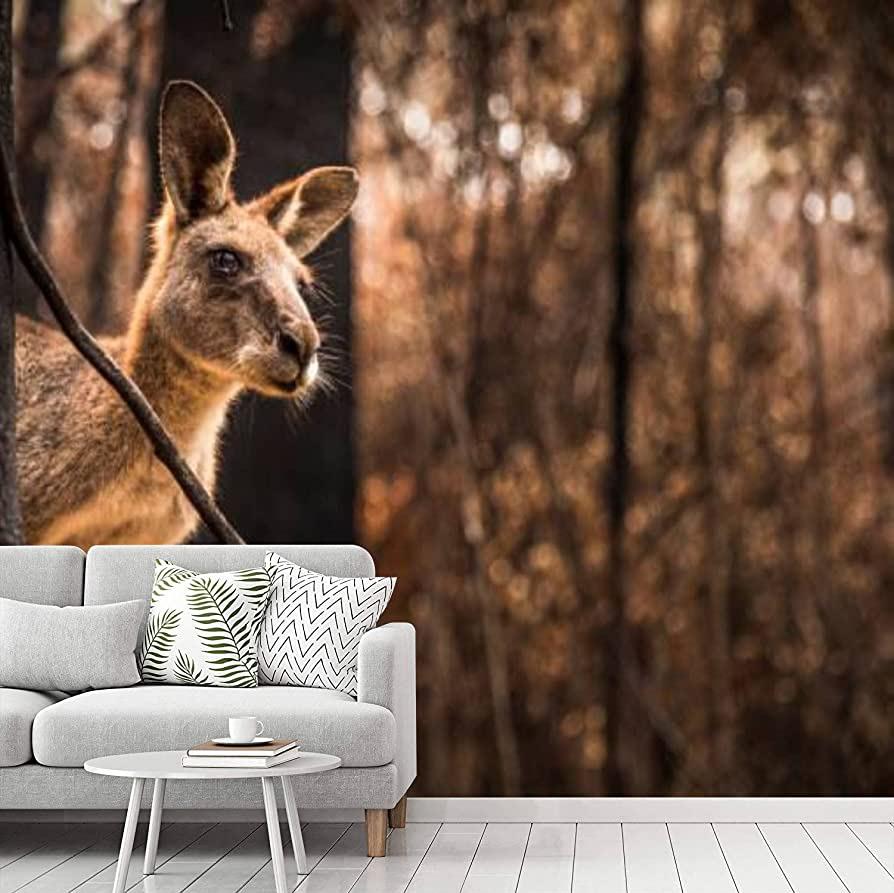 Amazoncom Peel and Stick Wallpaper Worried Looking Kangaroo in