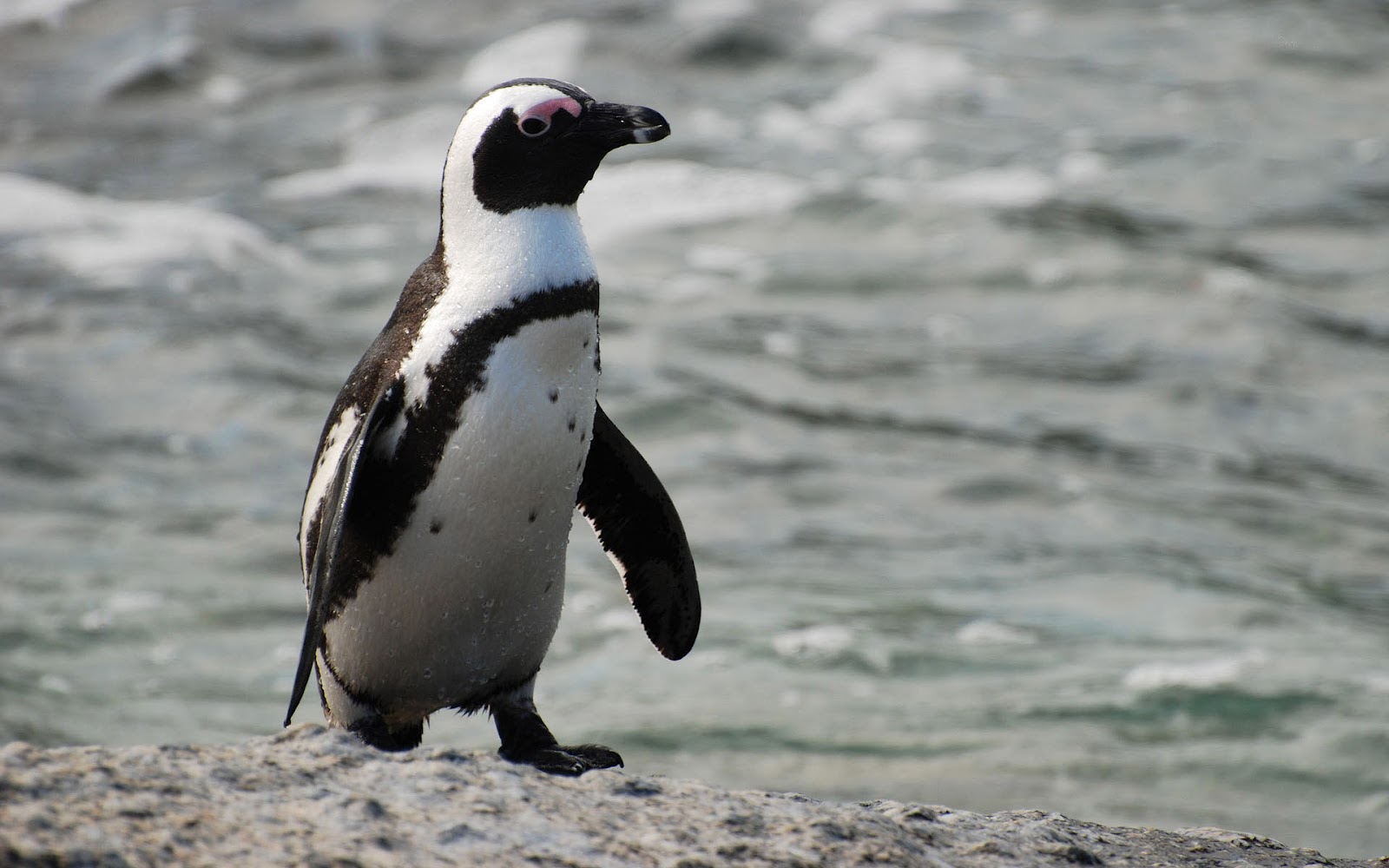 Beautiful White African Penguin Picture HD Animals Wallpaper