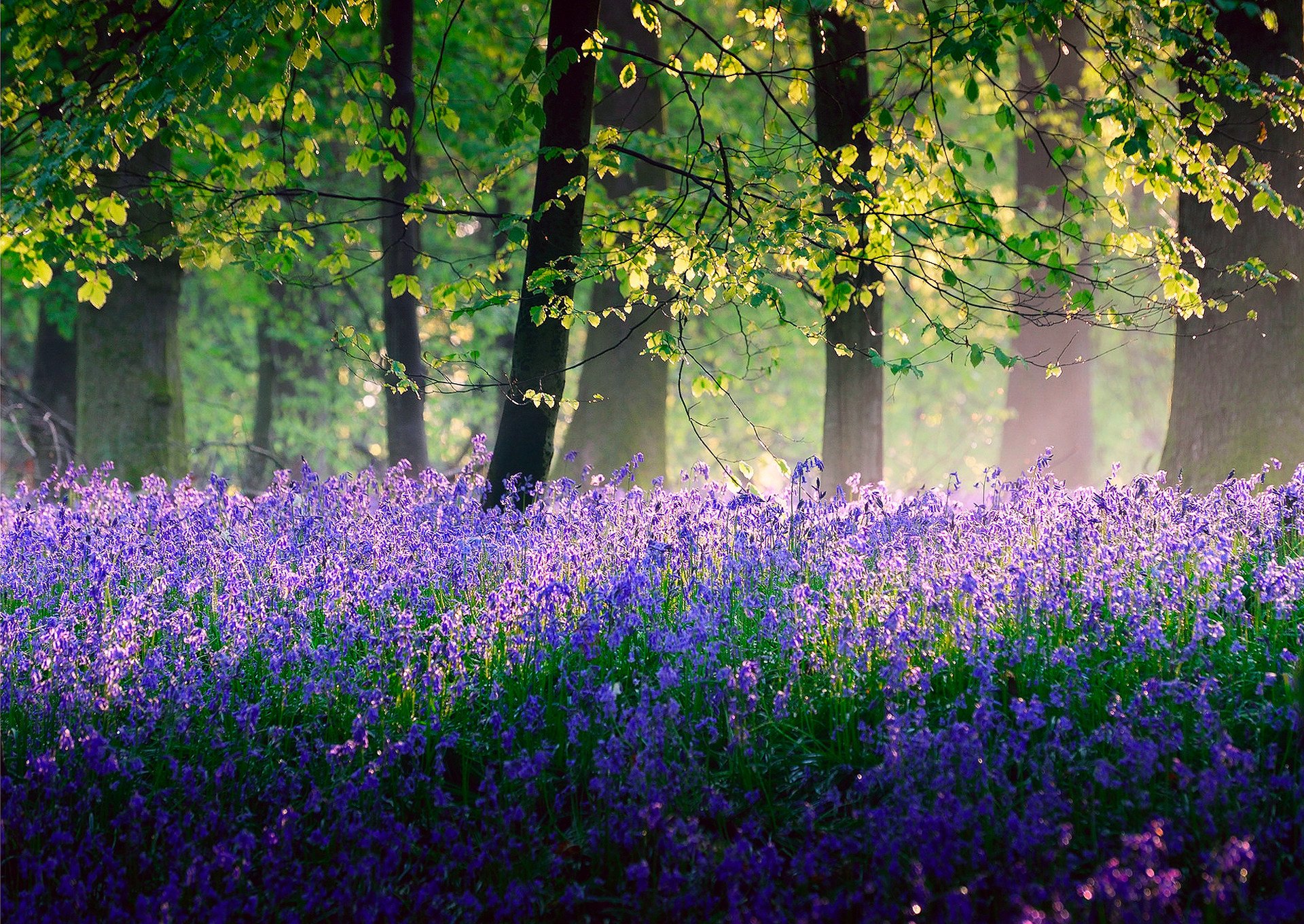 Trees Flowers Spring May Fores Wallpaper