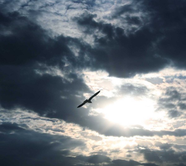 Background Wallpaper Image Bird Flying With Dark Clouds Background