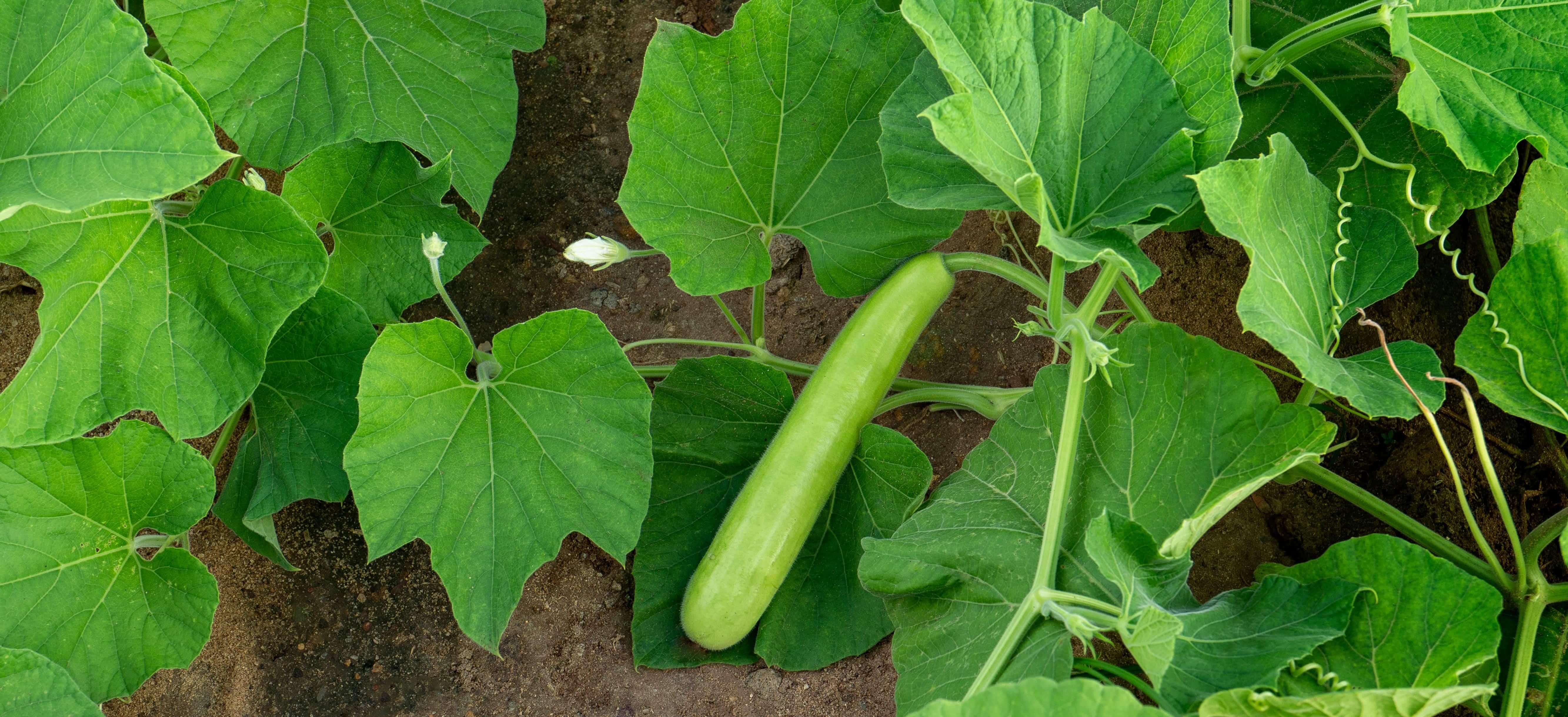 What Should Be The Proper Climate For Bottle Gourd Cultivation