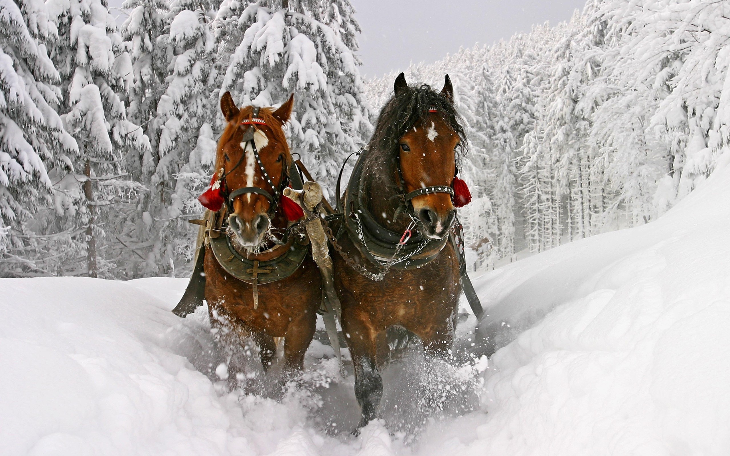 Horses In Snow Wallpaper HD