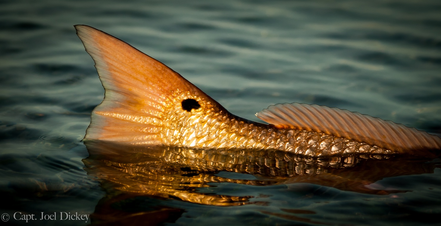 Redfish Background Picture