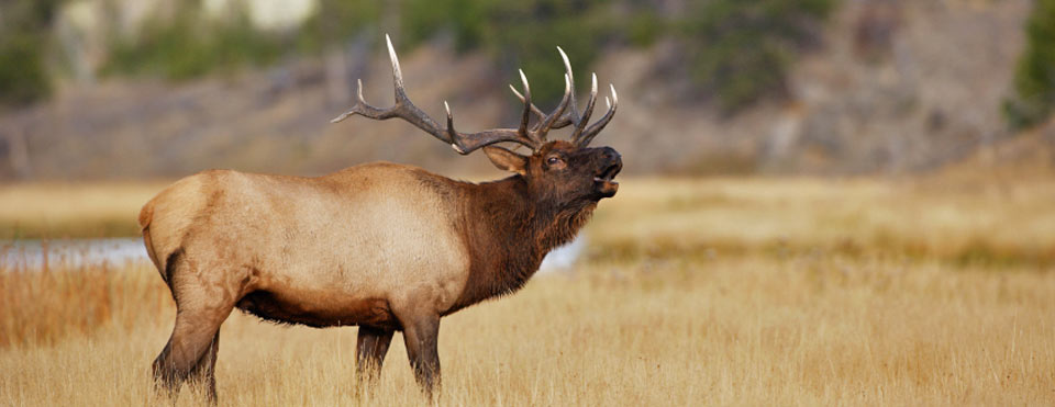 Elk Hunting Background Outdoors