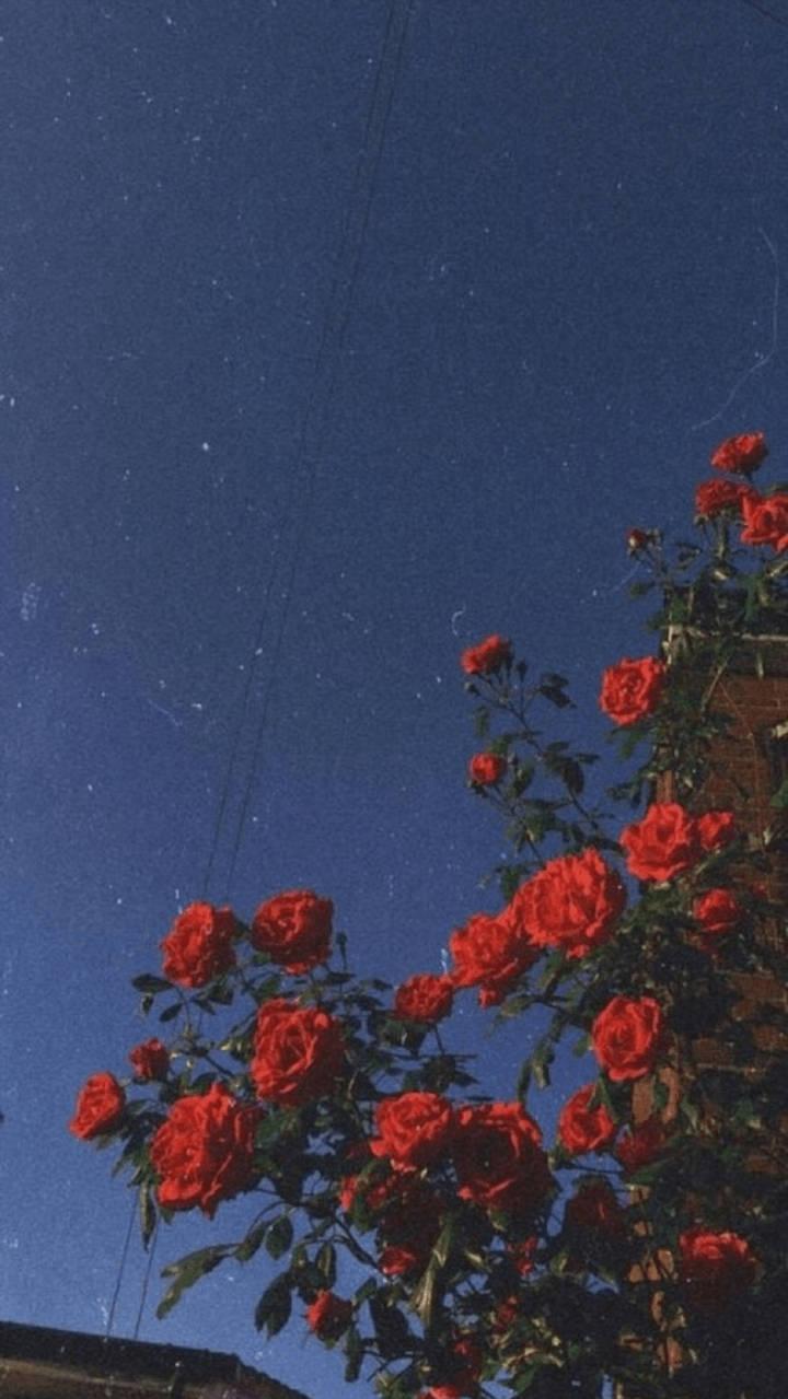 Download Vintage Aesthetic Phone Red Roses Wallpaper