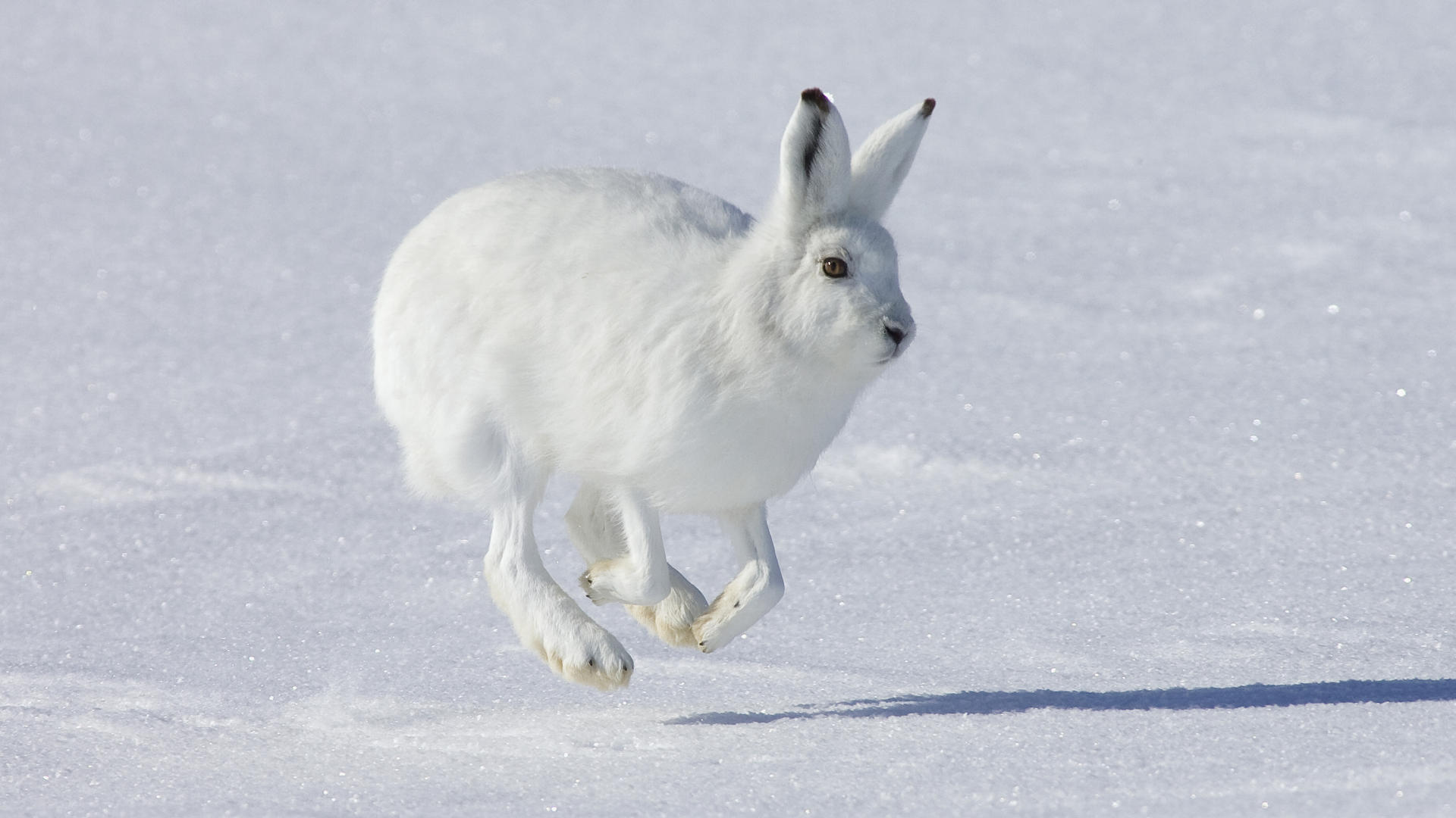 White Rabbit On Snow Wallpaper Wide Screen