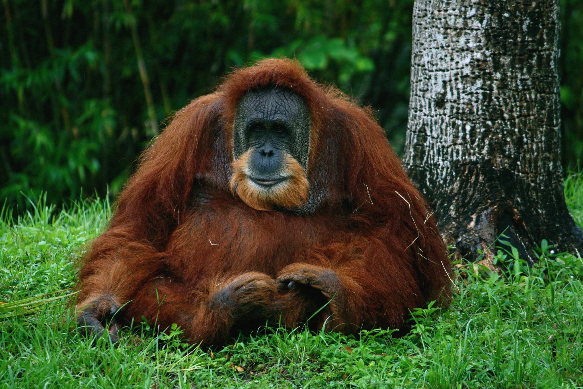 orangutan iPhone Wallpapers Free Download