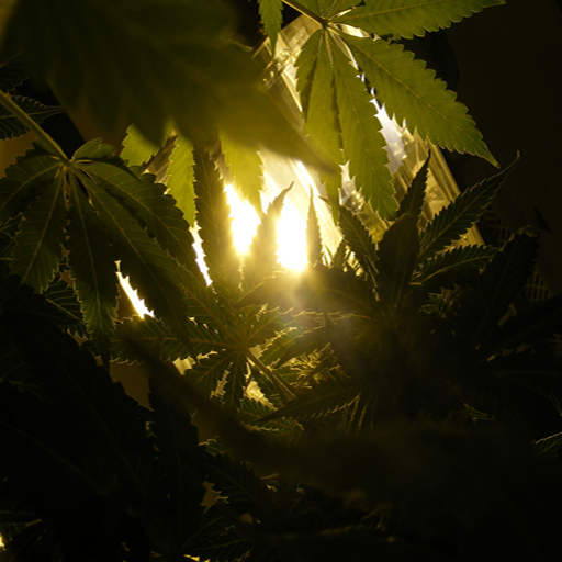 Weed Marijuana Cannabis Live Wallpaper Amazon Appstore App Ranking