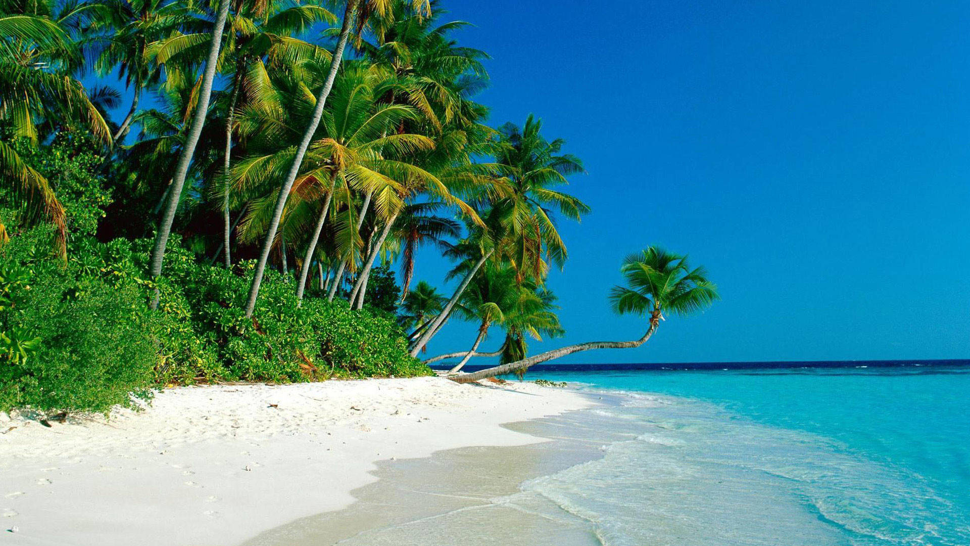Coconut Tree Wallpaper