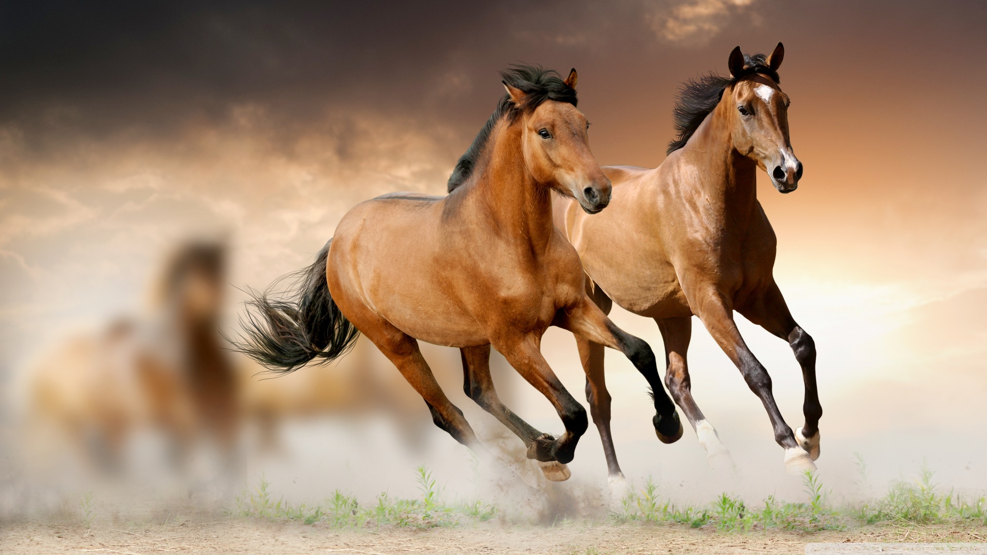 Horses Running 4k HD Desktop Wallpaper For Ultra Tv