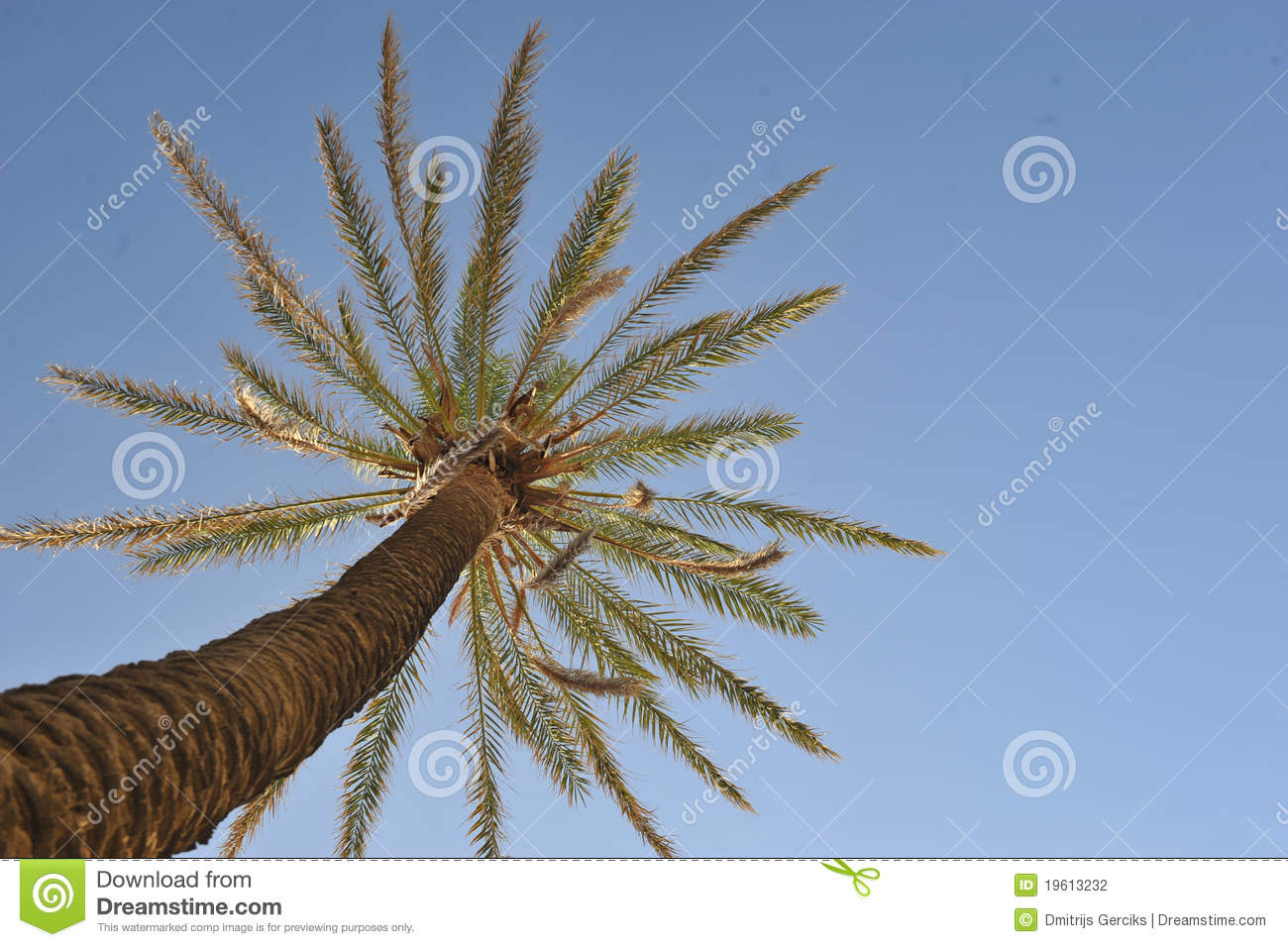   definition wallpapercomphotobeautiful palm tree wallpaper31html