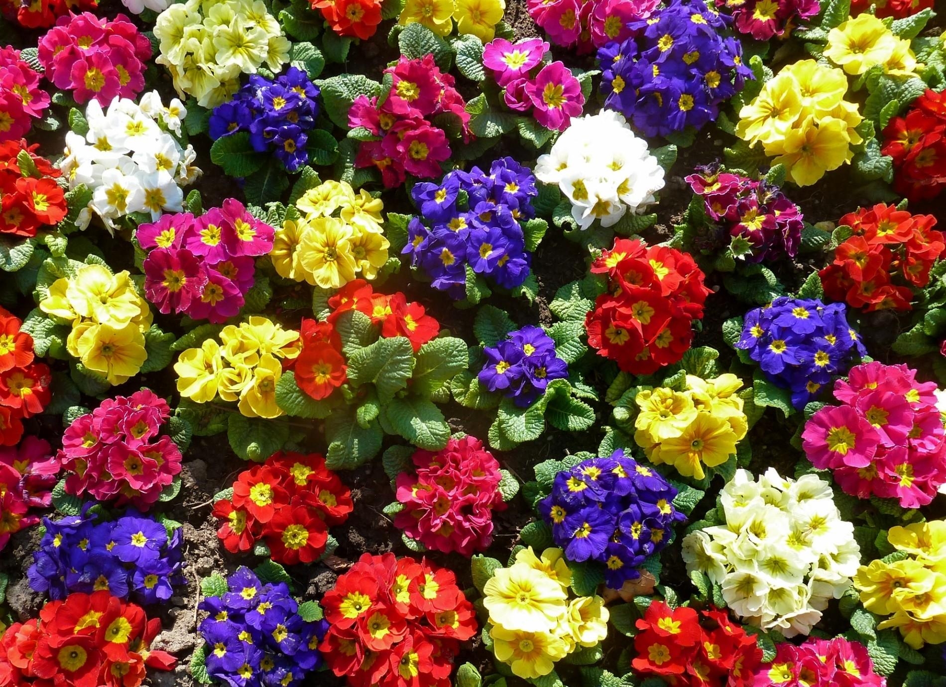 Primrose Flowers Bright Colorful Greens Ground Stock Photos