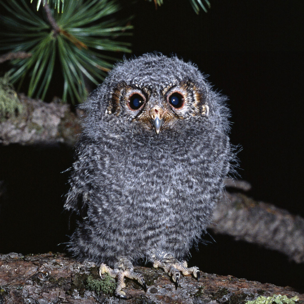 iPad Wallpaper Baby Owl Animal Mini
