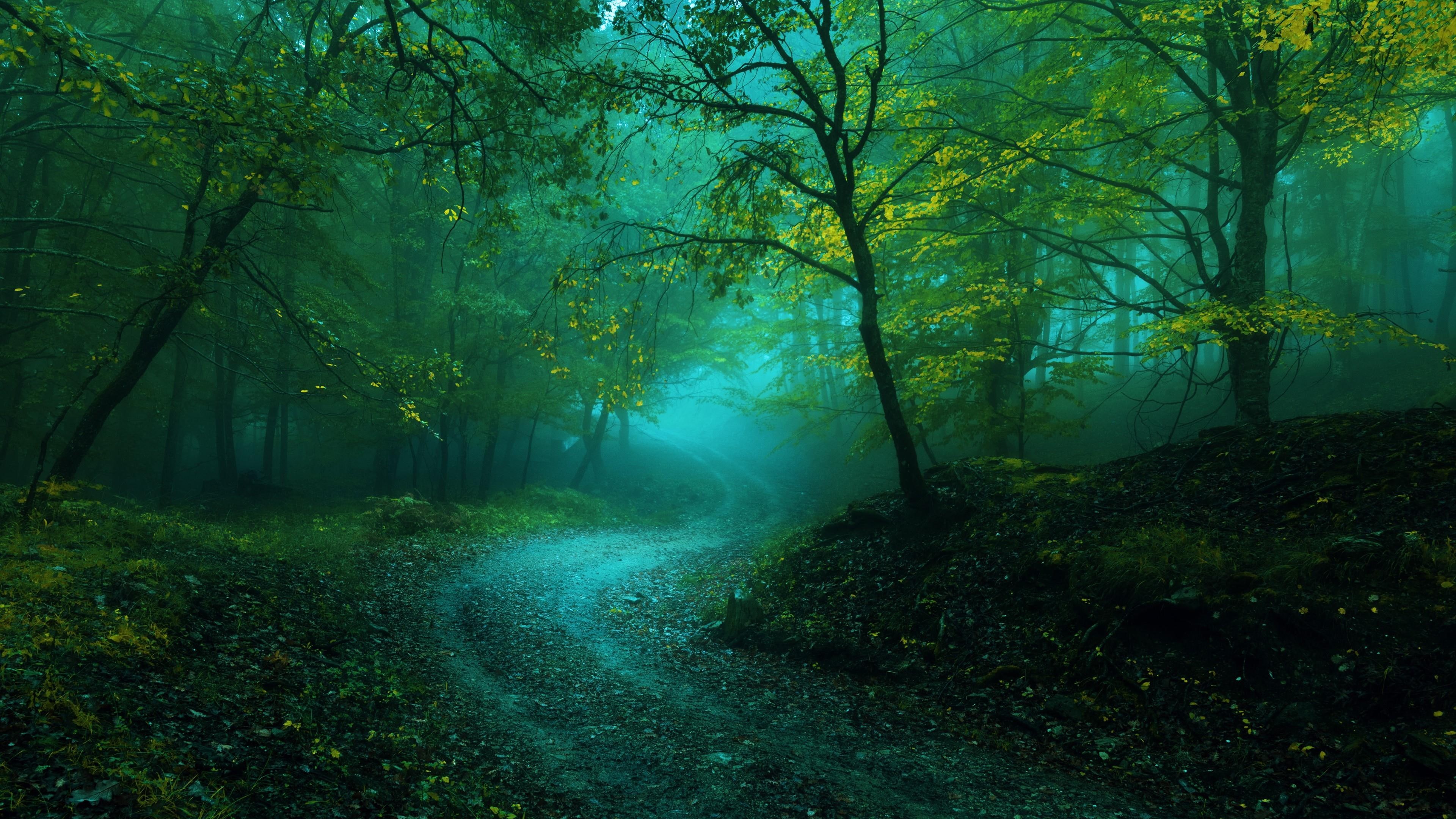 Fog Green Tree Mist 4k Path Woodland Ecosystem Vegetation Wallpaper