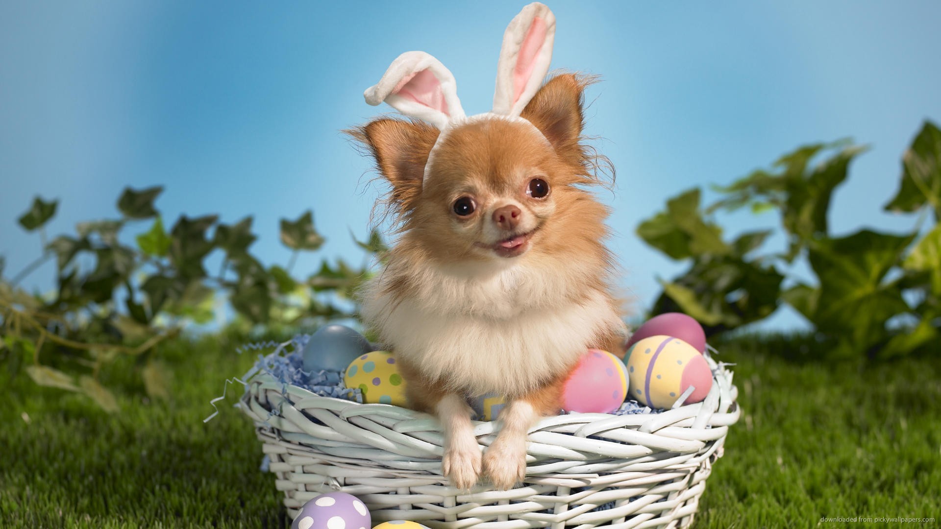 Easter Chihuahua Portrait Photo And Wallpaper Beautiful