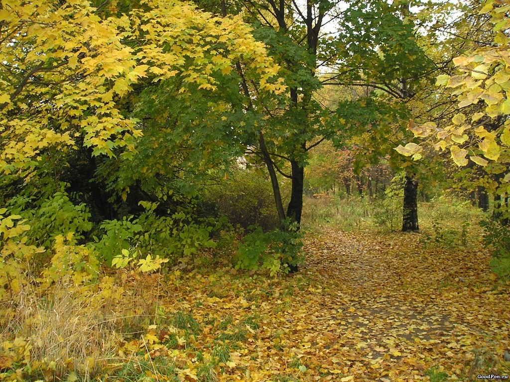 Wallpaper Spring Forest Hq