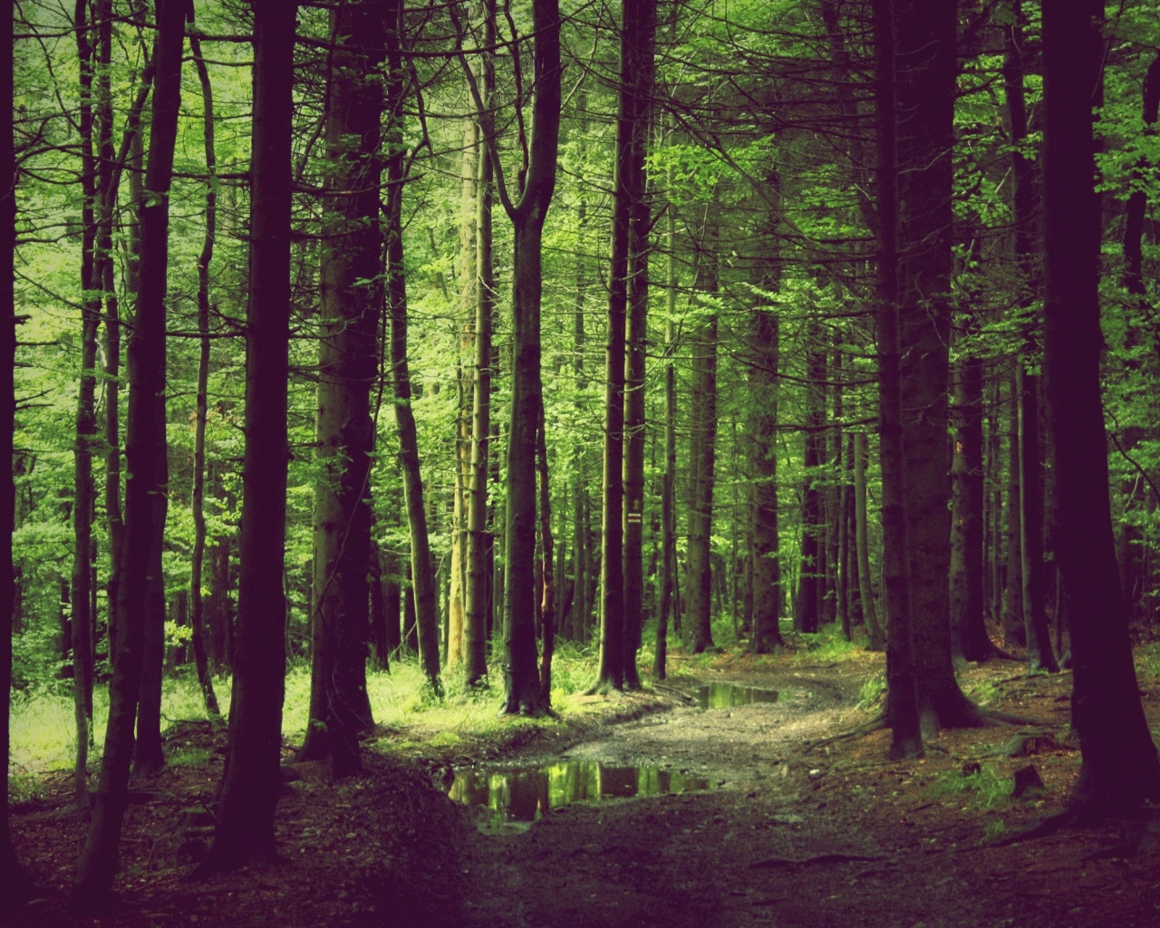 Forest Wallpaper Home High Definition