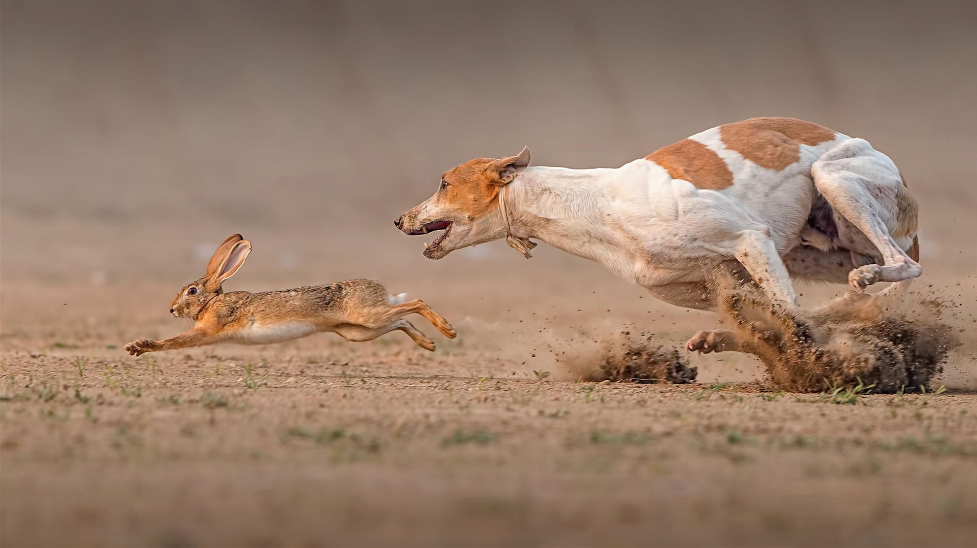 Pharaoh Hound Rabbit Running Prey Photo HD Wallpaper Dogs I