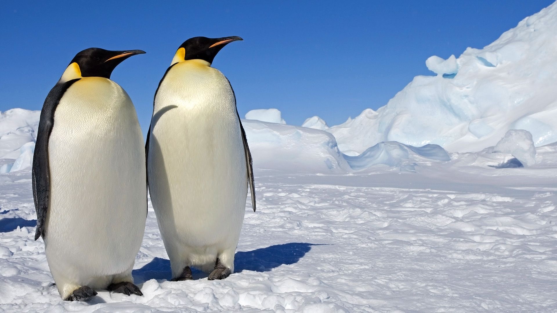 Emperor penguins Widescreen Wallpaper