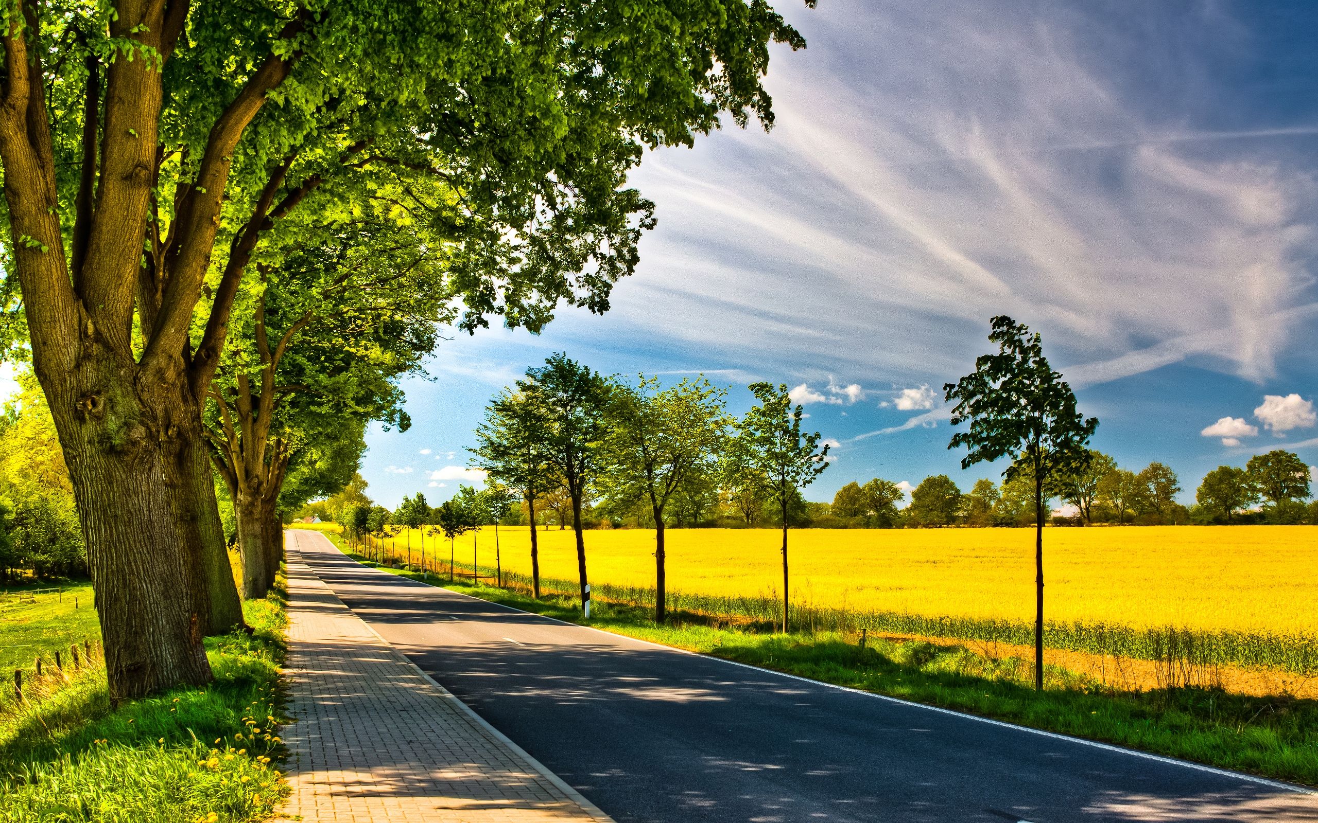 Nature Peaceful Road Sky Spring Sunny Tree Trees Yellow