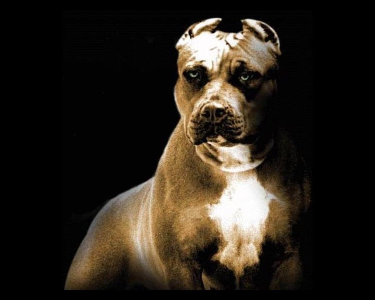 🔥 [70+] Pitbull Dog Wallpapers | WallpaperSafari