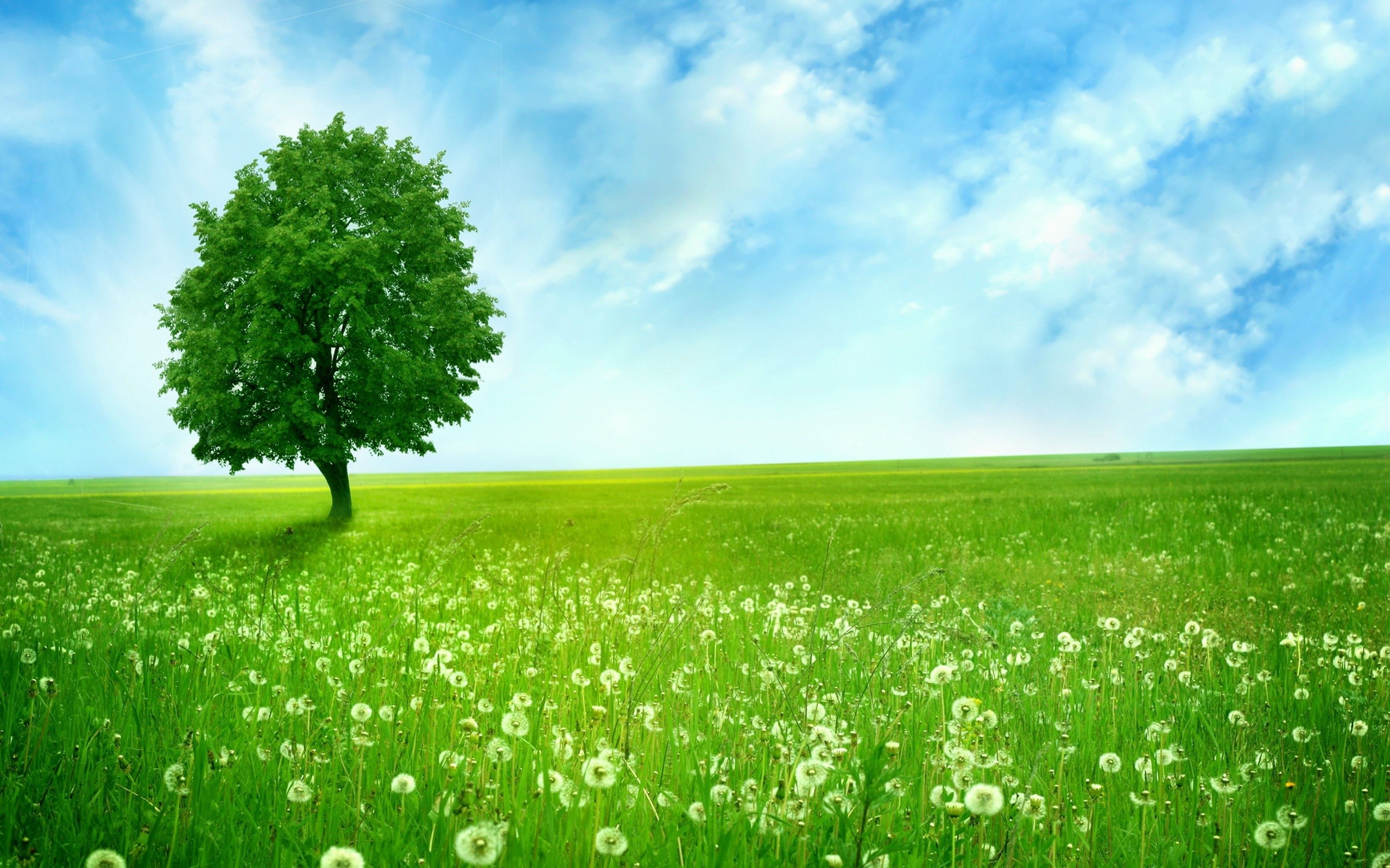 Green Tree In Dandelion Field HD Wallpaper Background Image