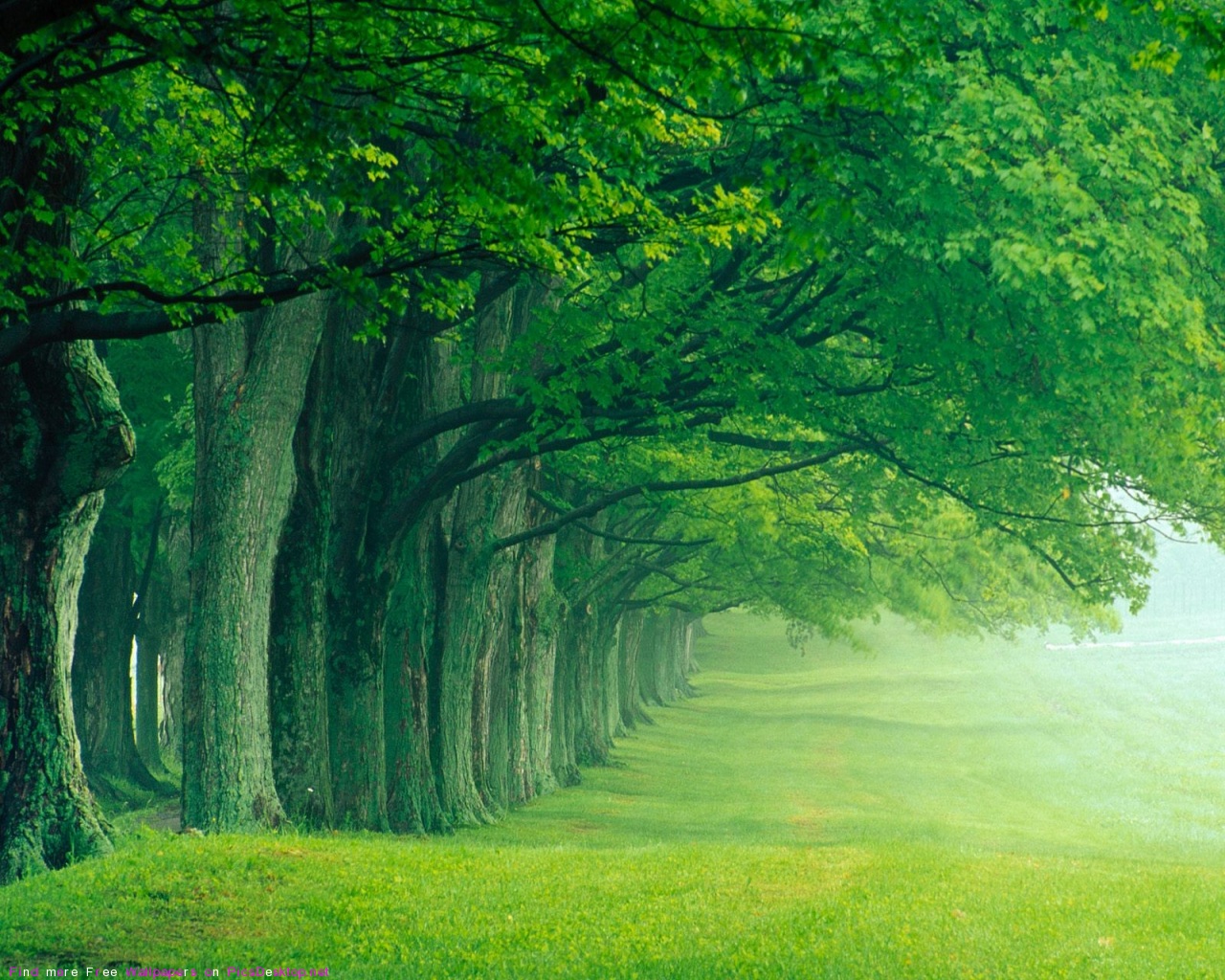 Green Image Forest HD Wallpaper And Background Photos