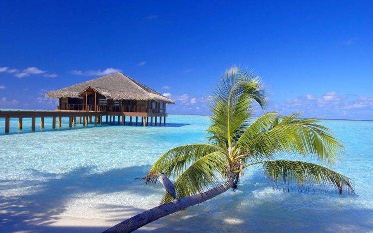 Maldives Resort Beach Palm Trees Sand Birds Bungalow