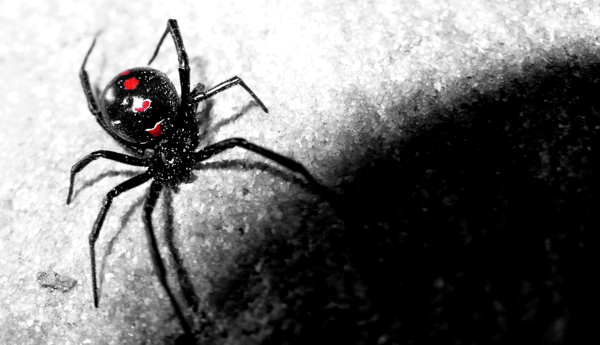Funny Stuff About Animals Nature Black Widow Spider Wallpaper