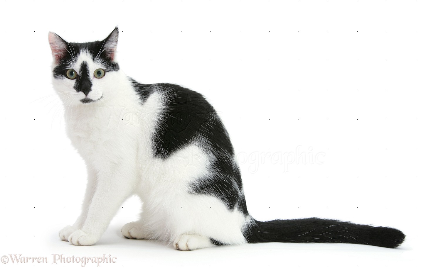 Black And White Cat Background Jpg
