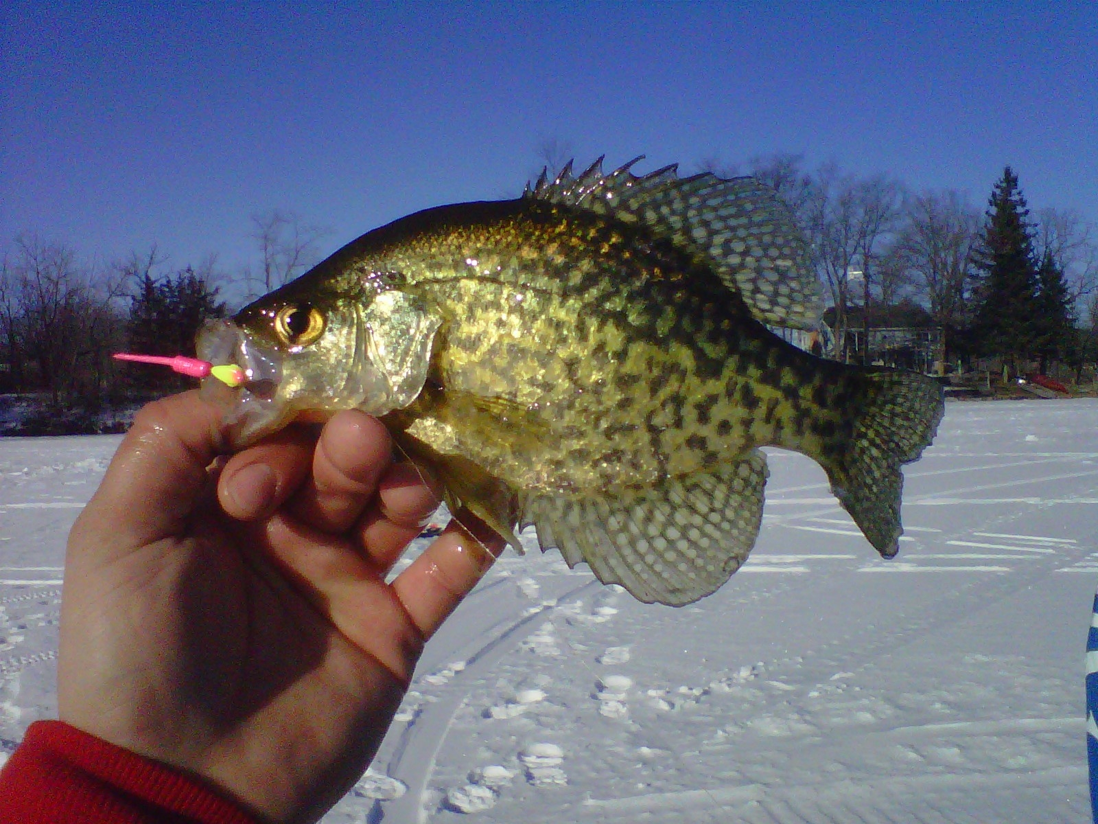 He Found These Nice Crappie In Deep Water Grass