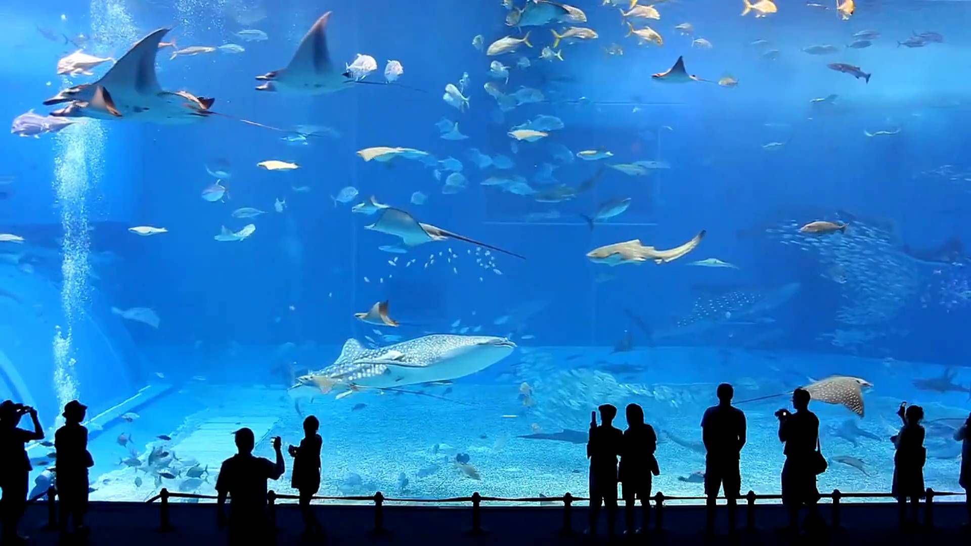 1080p Aquarium HD Wallpaper