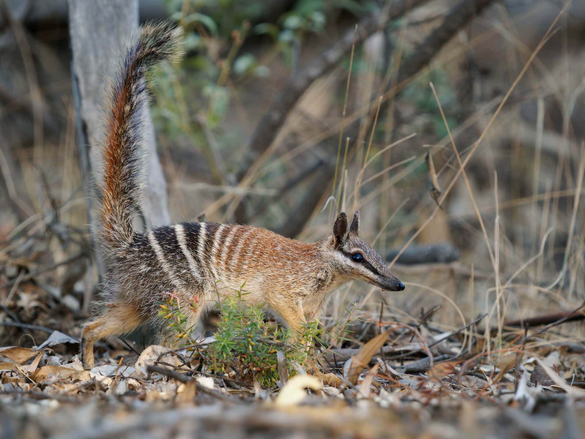 A numbat, also known as a banded anteater, foraging on the ground in its natural habitat. Its distinctive stripes and pointed snout are clearly visible