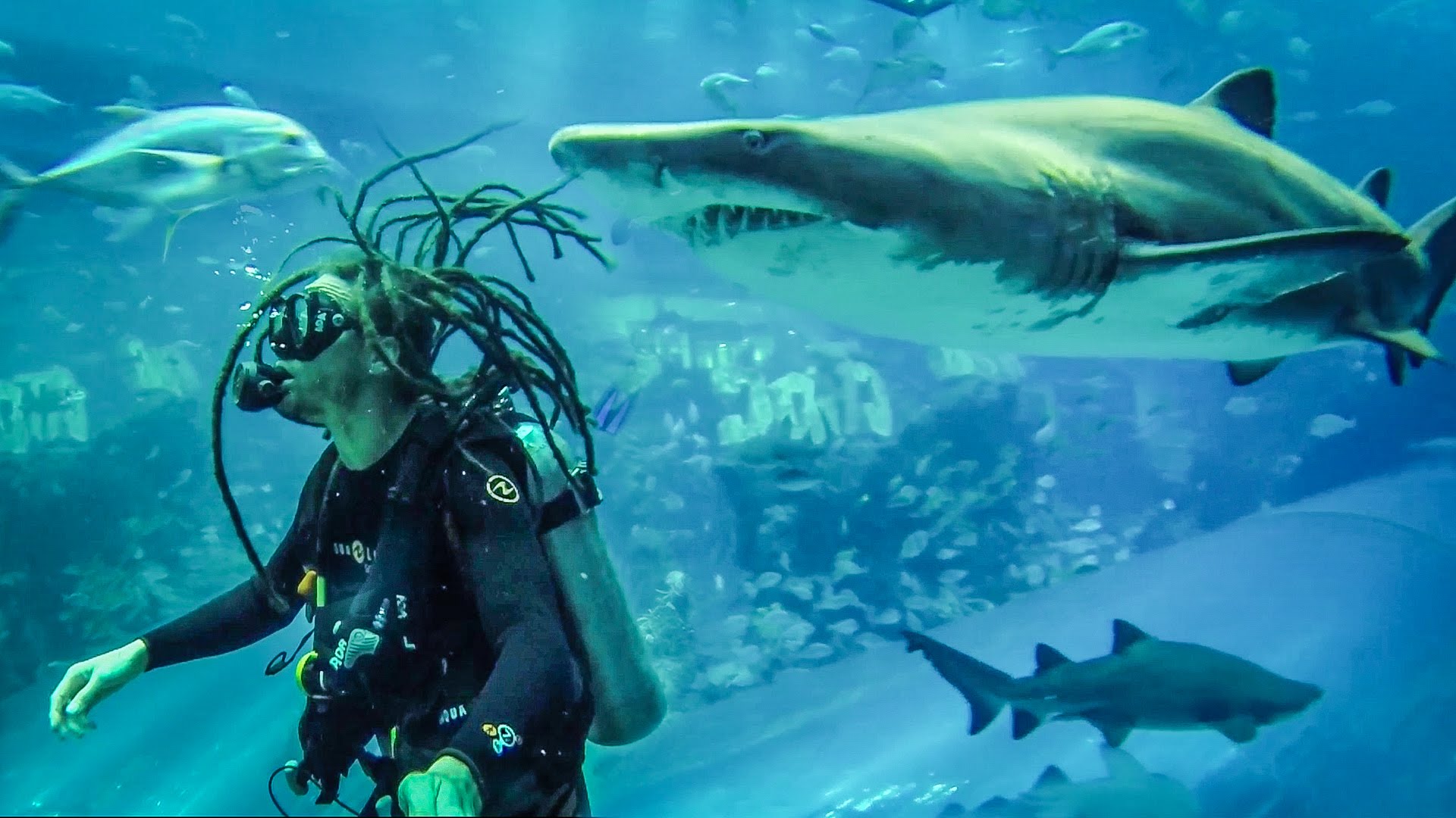 Shark Aquarium Scuba Dive Diving Village