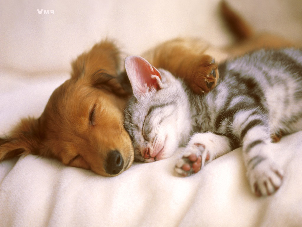 2222puppy And Kitten Sleeping Together Wallpaper Jpg