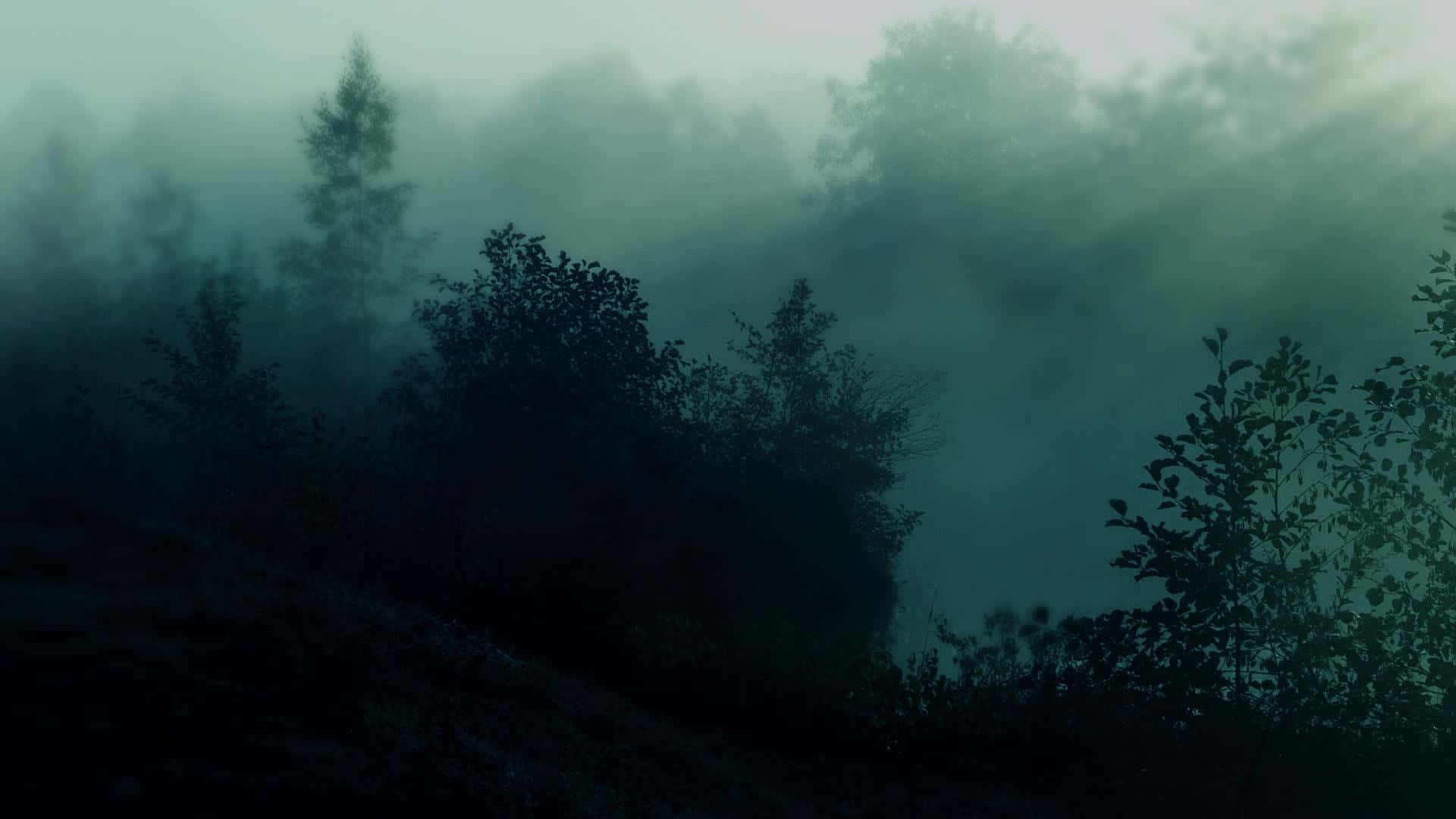 Dark Green Forest Wallpaper