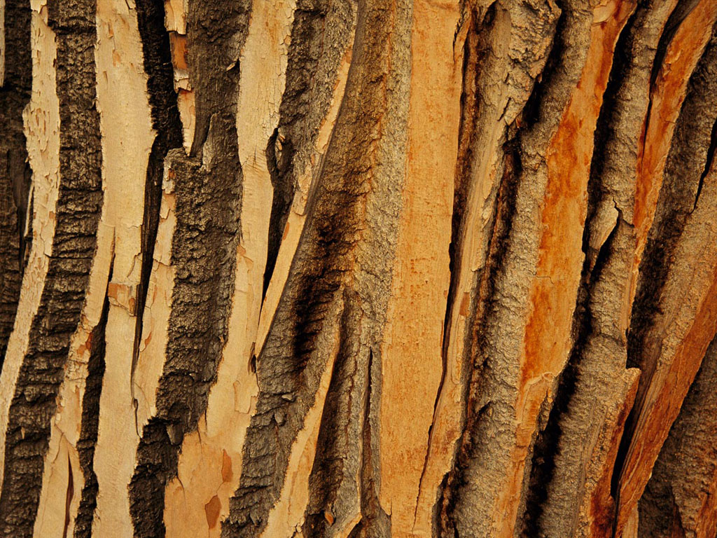 Tree Bark Background Wallpaper