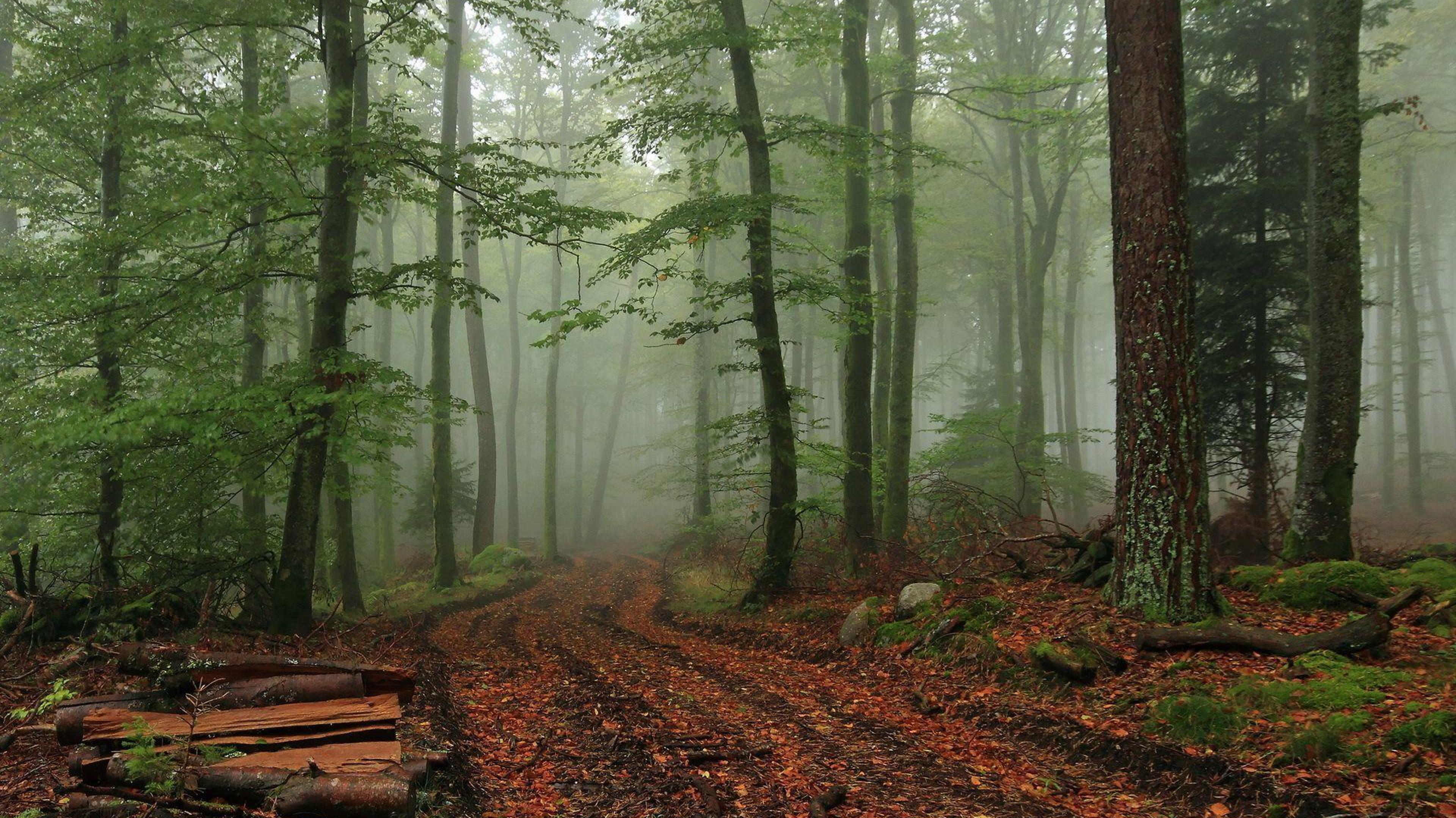 Wallpaper Wiki Nature Image Foggy Forest Pic Wpb004352