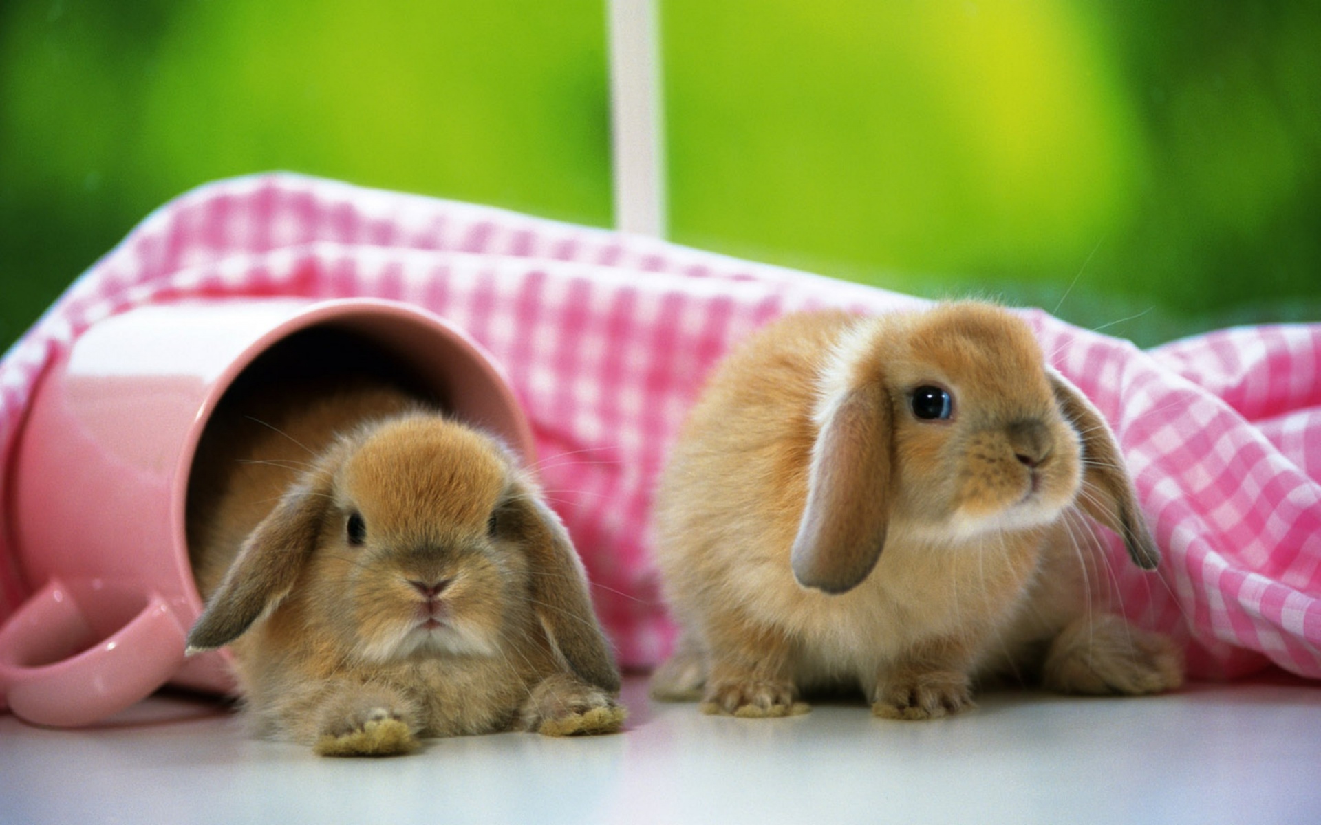 Rabbits images Bunnies HD wallpaper and background photos 40609212
