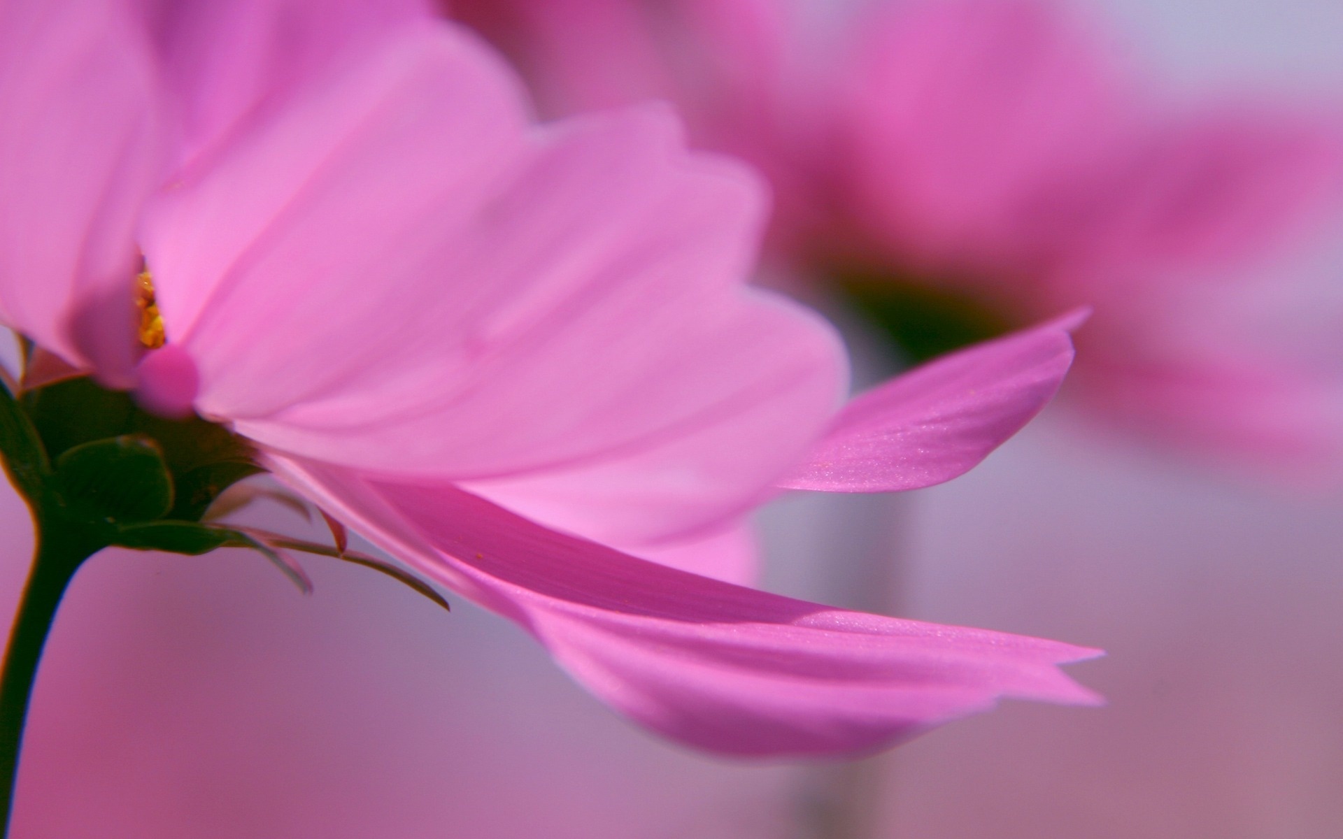 Lovely Pink Flower HD Widescreen Desktop Wallpaper At
