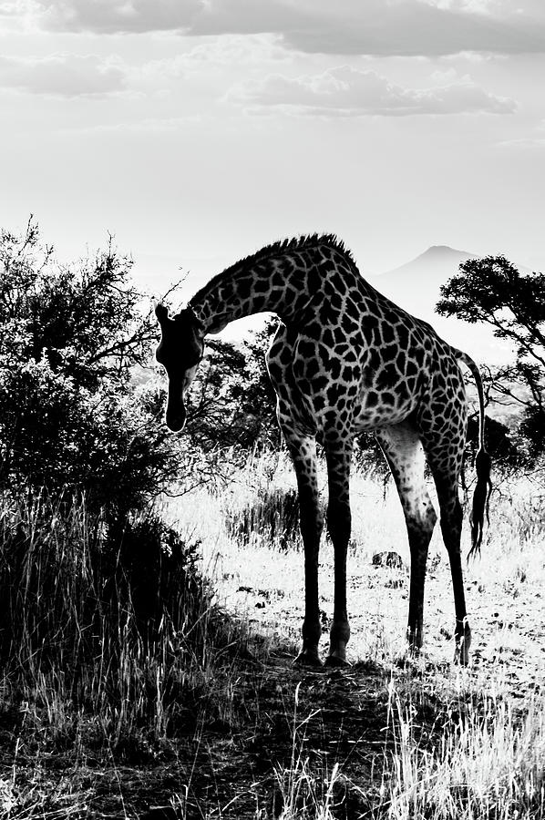 Giraffe Grazing With Mountain In The Background Pyrography By Leon