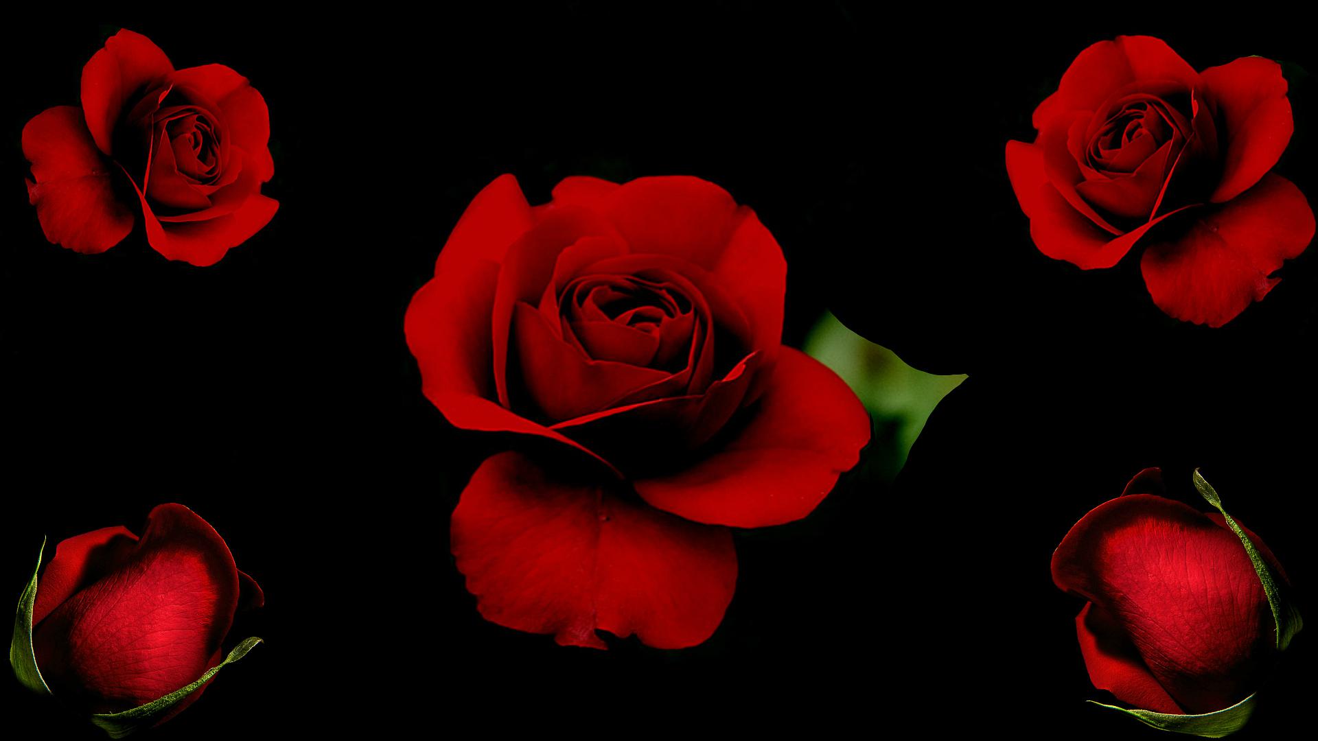 Red Roses Desktop Wallpaper HD