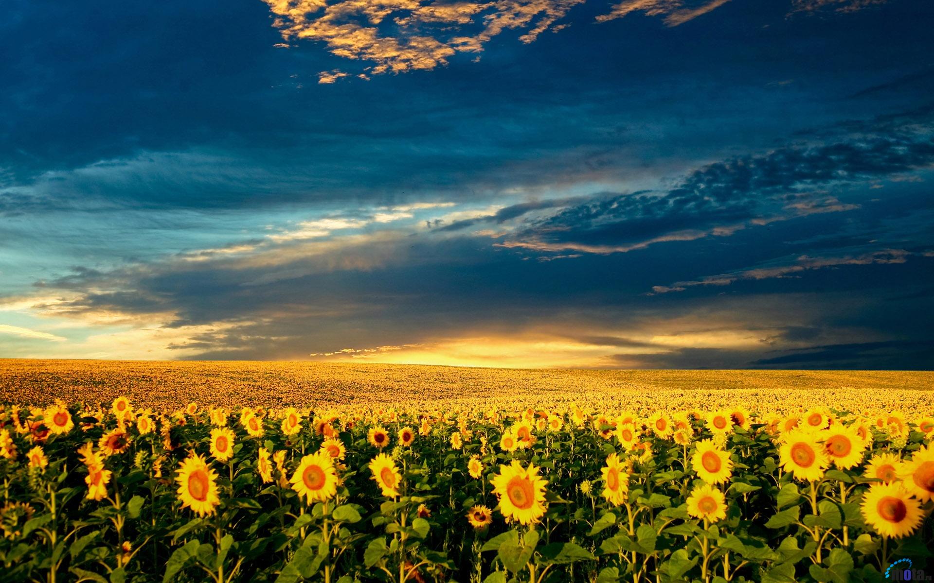 Wallpaper A Field Of Sunflowers In The South Ukraine
