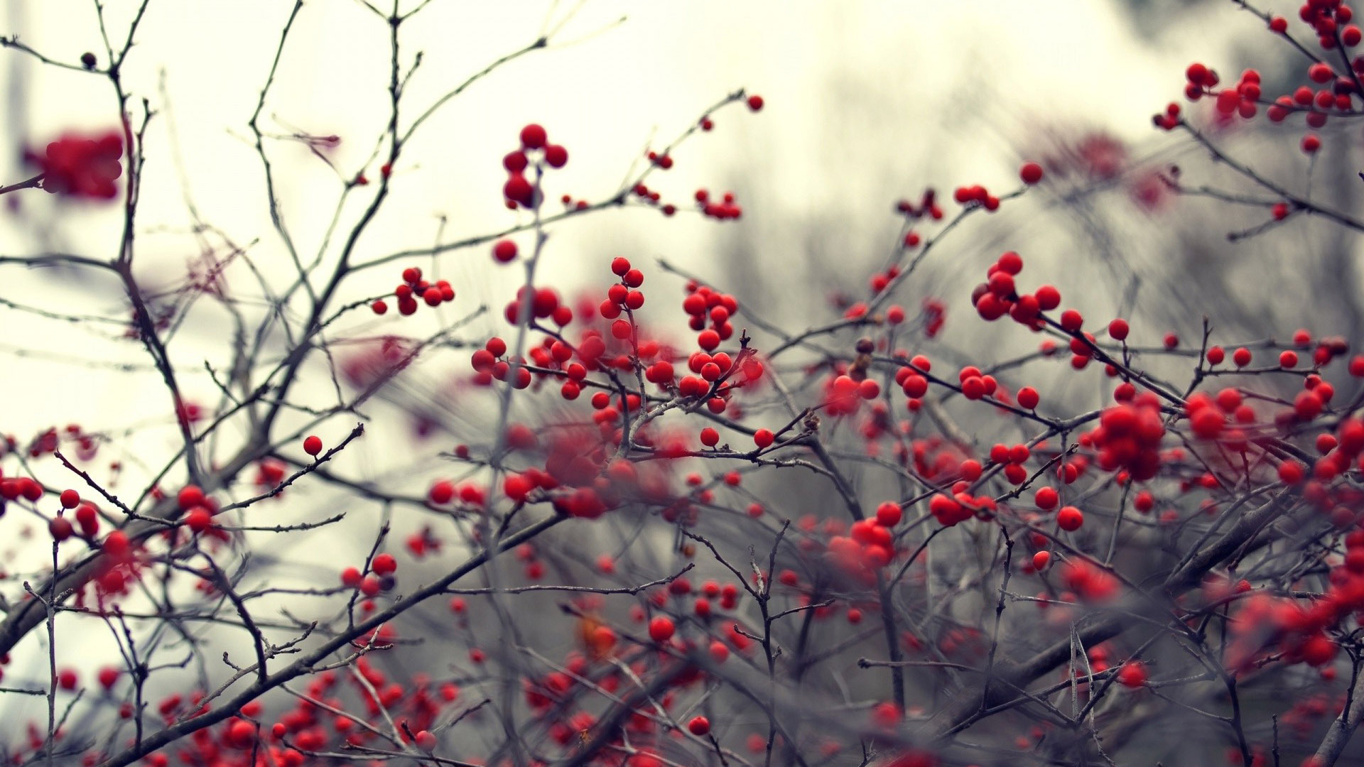 Frozen Red Berries Winter Wallpaper HD