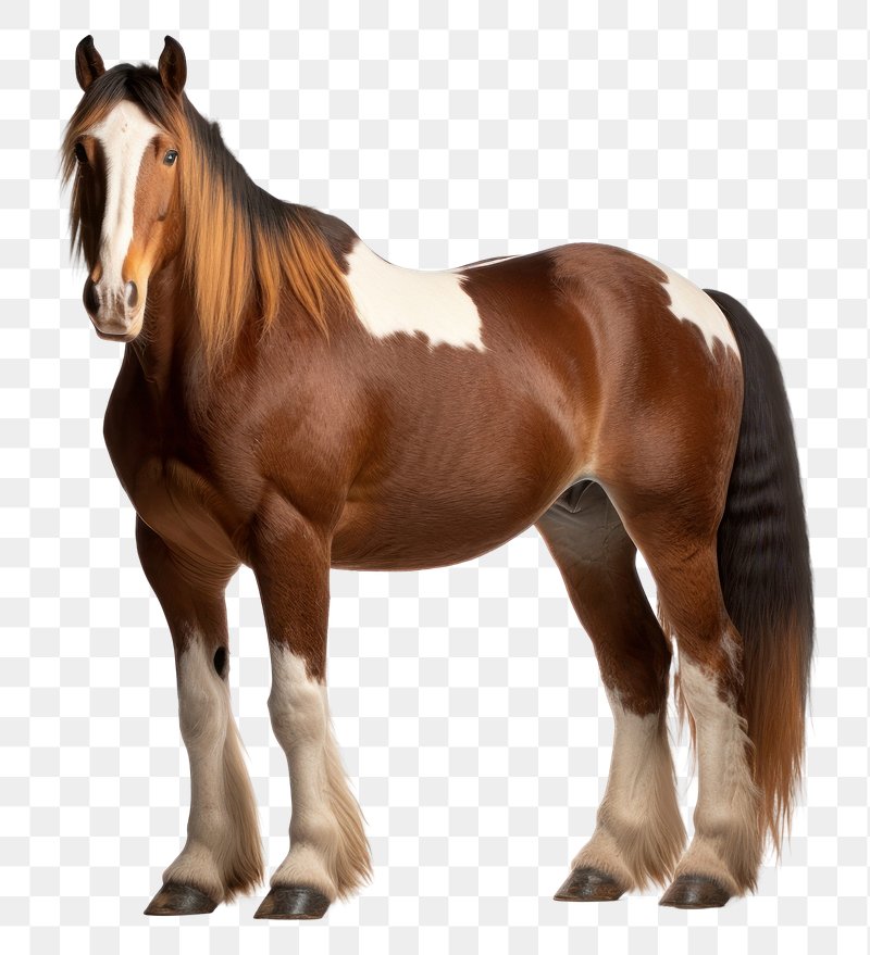 Background Pony Image Wallpaper