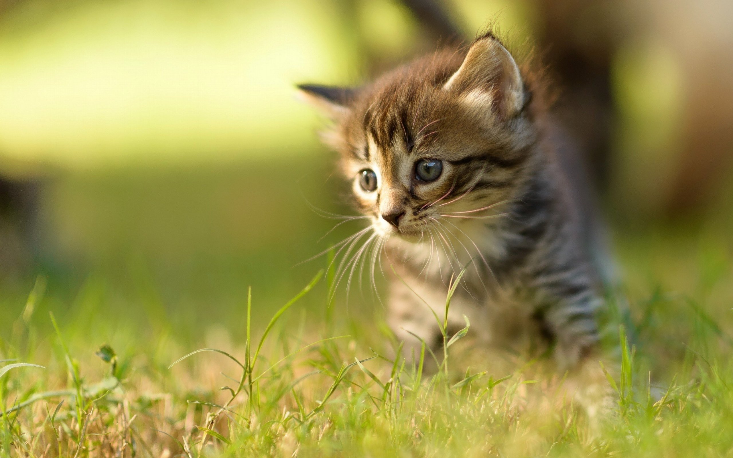 An adorable tabby kitten explores a vibrant green grassy field, its bright eyes full of curiosity