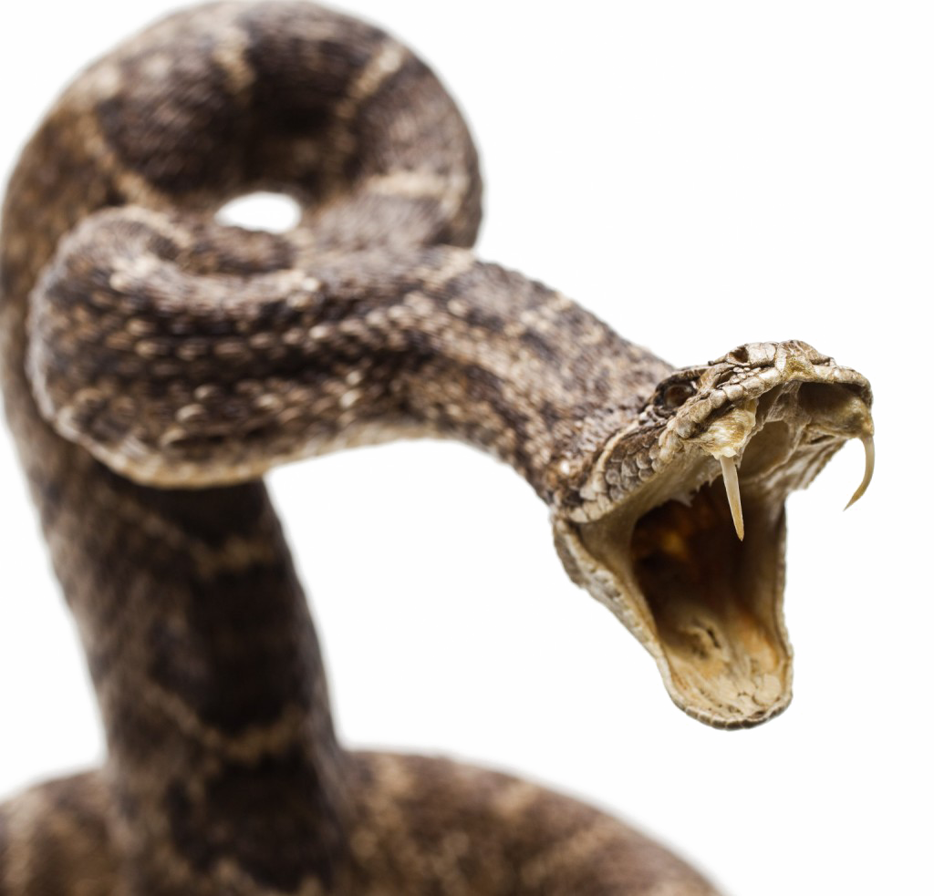 Diamondback Snake Png Image Background Image Pngio